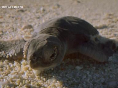 Source-feed image associated with WATCH: Moment on the Earth: Baby green sea turtles delight