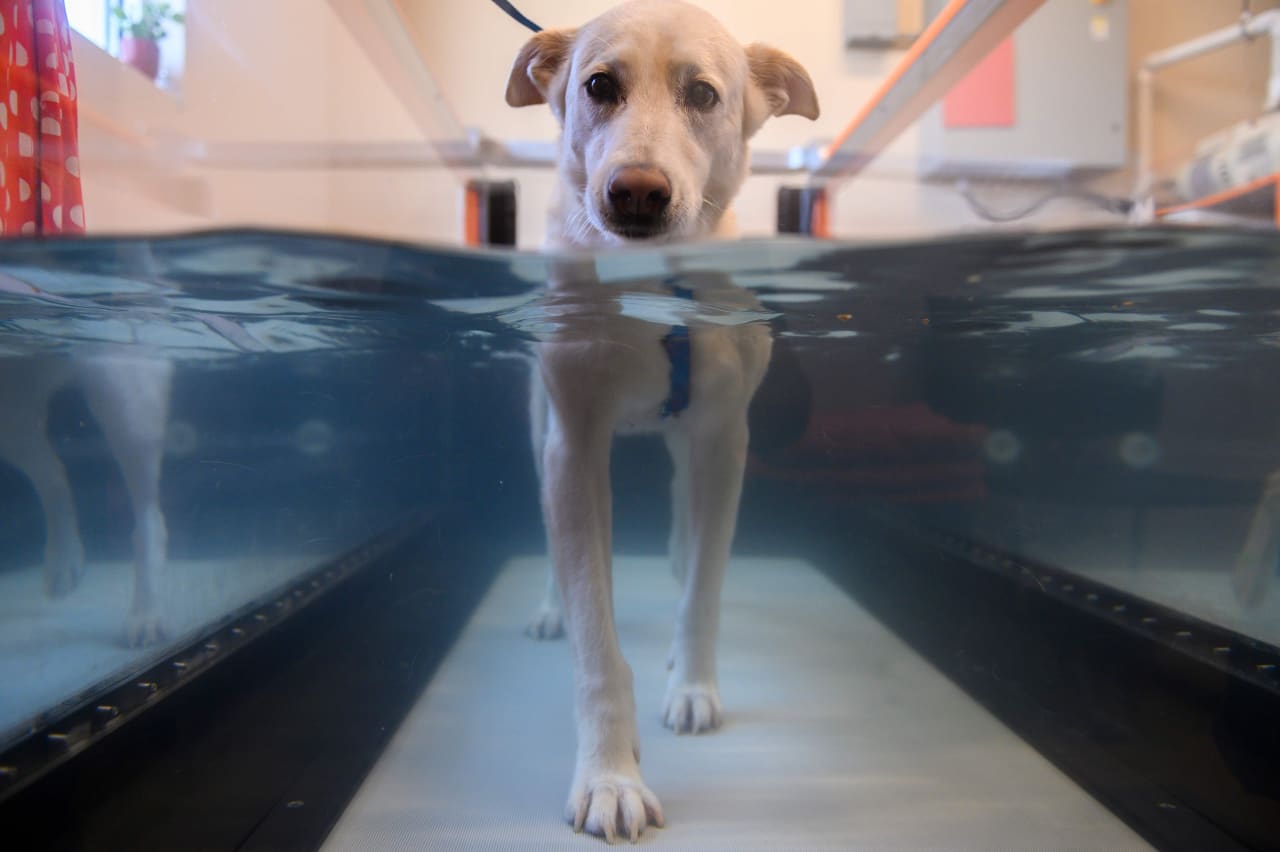 Source-feed image associated with ‘Owning a pet has become a luxury’ — vets worry about higher prices and shrinking pet population, survey finds