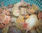 Source-feed image associated with Scientists find nine new sponge species in glimpse of Alaska’s deep-sea diversity