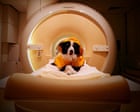 Source-feed image associated with Dogs can distinguish between fearful and angry or sad human faces, brain scans suggest