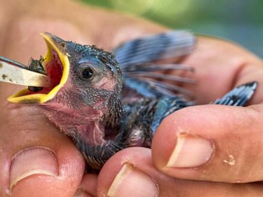 Source-feed image associated with People aren’t the only ones hit by heat. What to do if you see wildlife affected by hot temperatures