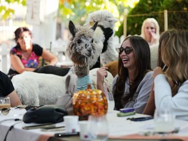 Image from linked report: Not your everyday coffee in a Serbia cafe. Enjoy it in the company of alpacas