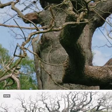 Source-feed image associated with WATCH: 'Robin Hood' oak tree dies in the U.K.