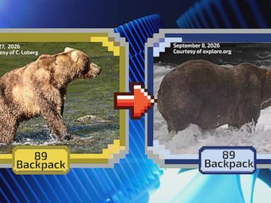 Image from linked report: WATCH: The annual Fat Bear Week tournament is underway