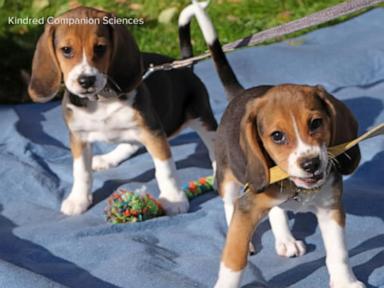 Source-feed image associated with WATCH: Dogs genetically engineered to prevent allergies