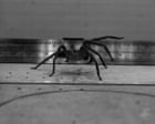 Source-feed image associated with Fastest spider in the world? This huge, hairy-legged Australian arachnid may be the quickest on the planet