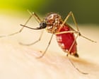 Image from linked report: Dengue fever outbreak prompts Florida counties to declare state of emergency