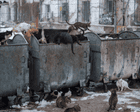 Source-feed image associated with ‘Prisoners killed each other’s kittens. So now they’re forbidden inside’: Vladimir Karamazov’s best photograph