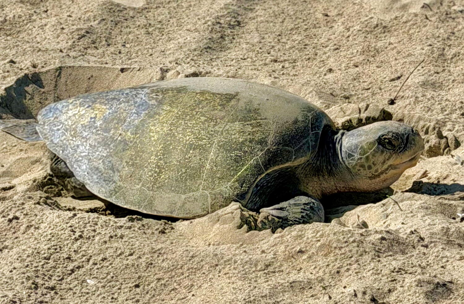Image from linked report: Sea turtles laying eggs at Huntington Beach and Seal Beach are first known cases of nesting on West Coast