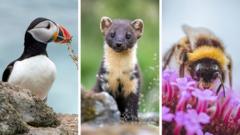 Source-feed image associated with Puffin and bumblebee among 18 creatures shortlisted to feature on banknotes