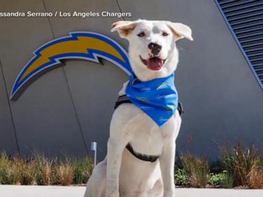 Source-feed image associated with WATCH: LA Chargers put spotlight on service dogs