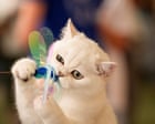 Image from linked report: Paws for applause: the Feline Oscars – in pictures