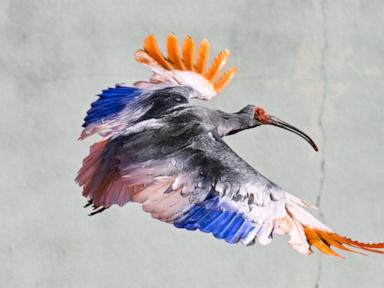 Source-feed image associated with 8 crested ibises released in Japan decades after extinction