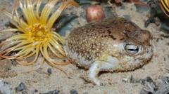 Source-feed image associated with Viral squeaky frog now at risk of extinction