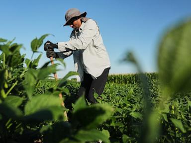Source-feed image associated with Scientists hope deeper-rooted soybeans can withstand climate extremes and store more carbon