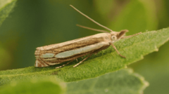 Image from linked report: The rare Bog Grass Moth found in nature reserve for first time