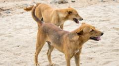 Source-feed image associated with Residents of Ethiopian town forced to kill hundreds of their own dogs after rabies deaths