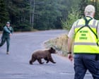 Image from linked report: Grizzly reality: US states grapple with uptick in encounters between bears and humans