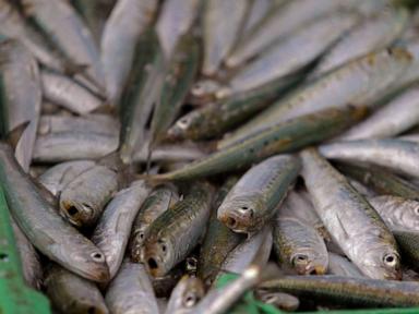 Source-feed image associated with Scientists investigate if herpes virus is behind mass sardine deaths off South Africa