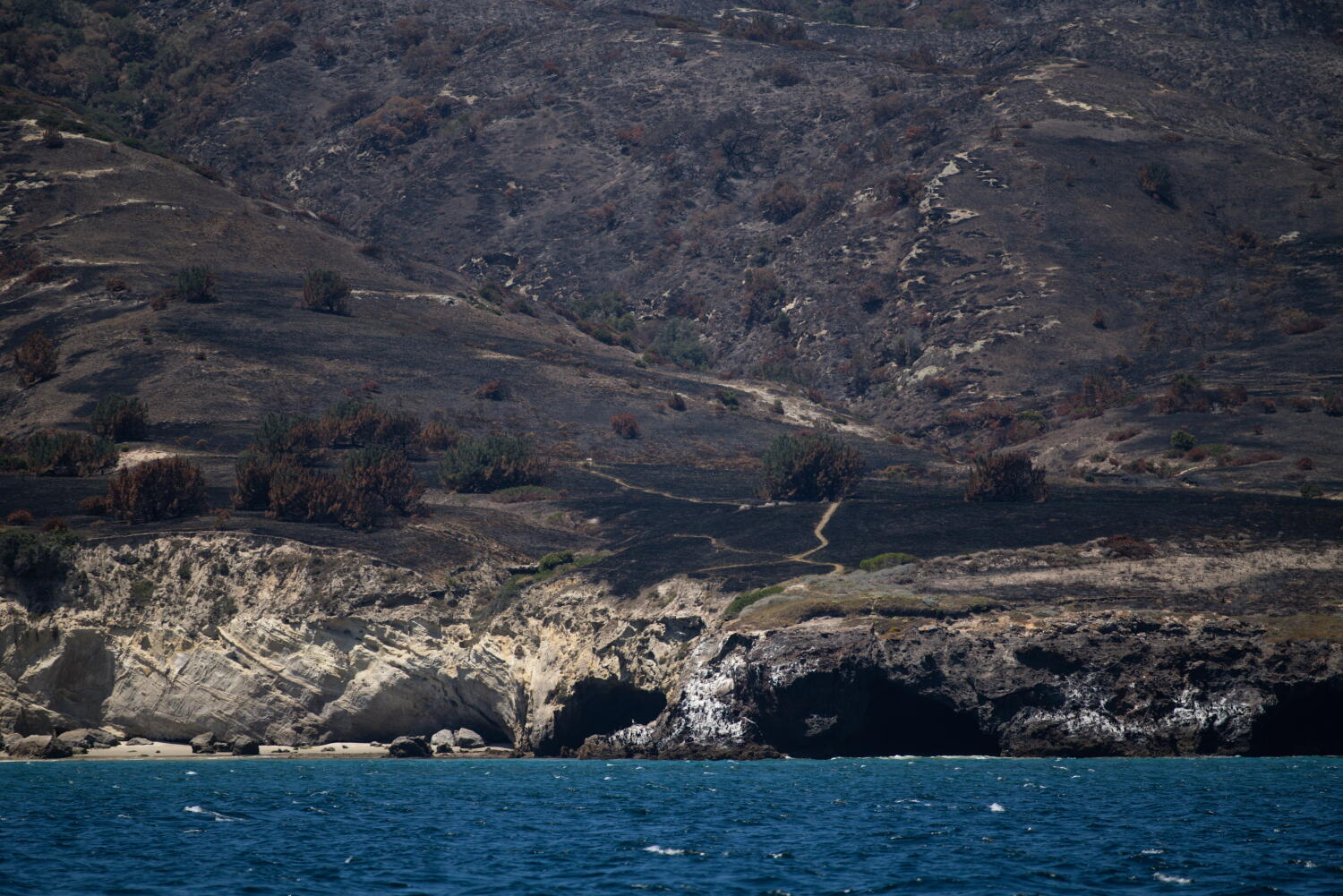 Source-feed image associated with Rare Torrey pines faring worse than expected after Santa Rosa Island fire: 'Heartbreaking'