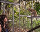 Source-feed image associated with New cat species identified for first time in more than a century in Bolivia