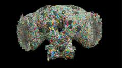 Source-feed image associated with How the brain of a fly may help explain human behaviour