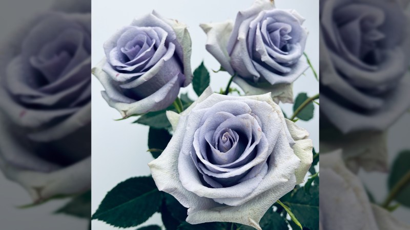 Image from linked report: Finally, a true blue rose exists