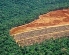 Image from linked report: UN warns of ‘narrowing window’ to restore world’s forests