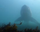 Source-feed image associated with California faces highest shark numbers in years as great whites head north
