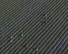 Image from linked report: Key data missing for half of US child labor deaths, official report finds