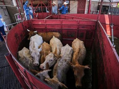 Source-feed image associated with Economists don't expect reopening the US to Mexican cattle imports to reduce high beef prices