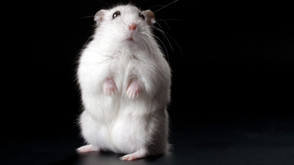 Image from linked report: Researchers slow neurodegeneration in mice by barring T cells from the brain