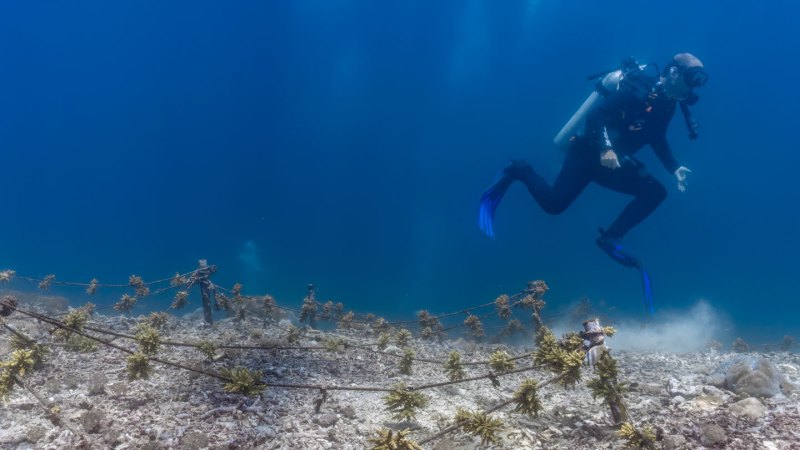 Source-feed image associated with Even careful scuba divers can damage coral reefs