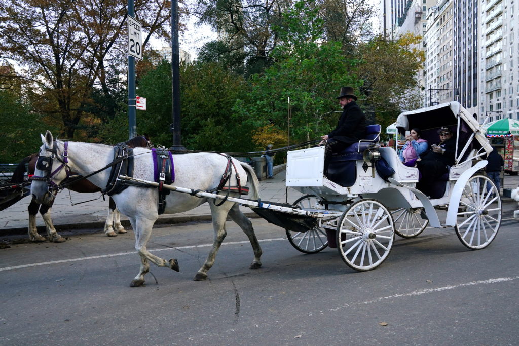 Image from linked report: New York plans to ban Central Park's horse-drawn carriages after teen's death