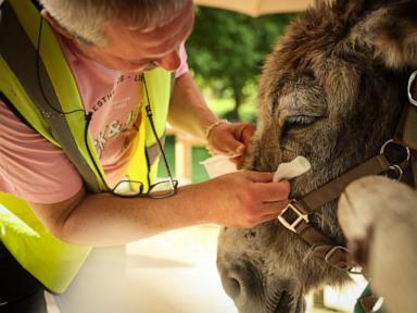 Source-feed image associated with Patients find help with therapy donkeys at psychiatric hospital near Paris