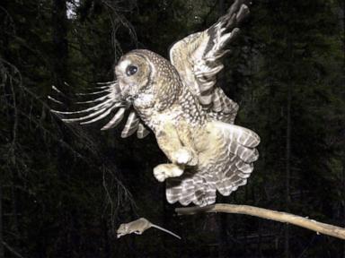 Source-feed image associated with Trump administration allows inadvertent killing of endangered species