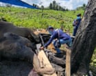 Source-feed image associated with What is killing Sumatra’s elephants? The battle to save one of our rarest animals