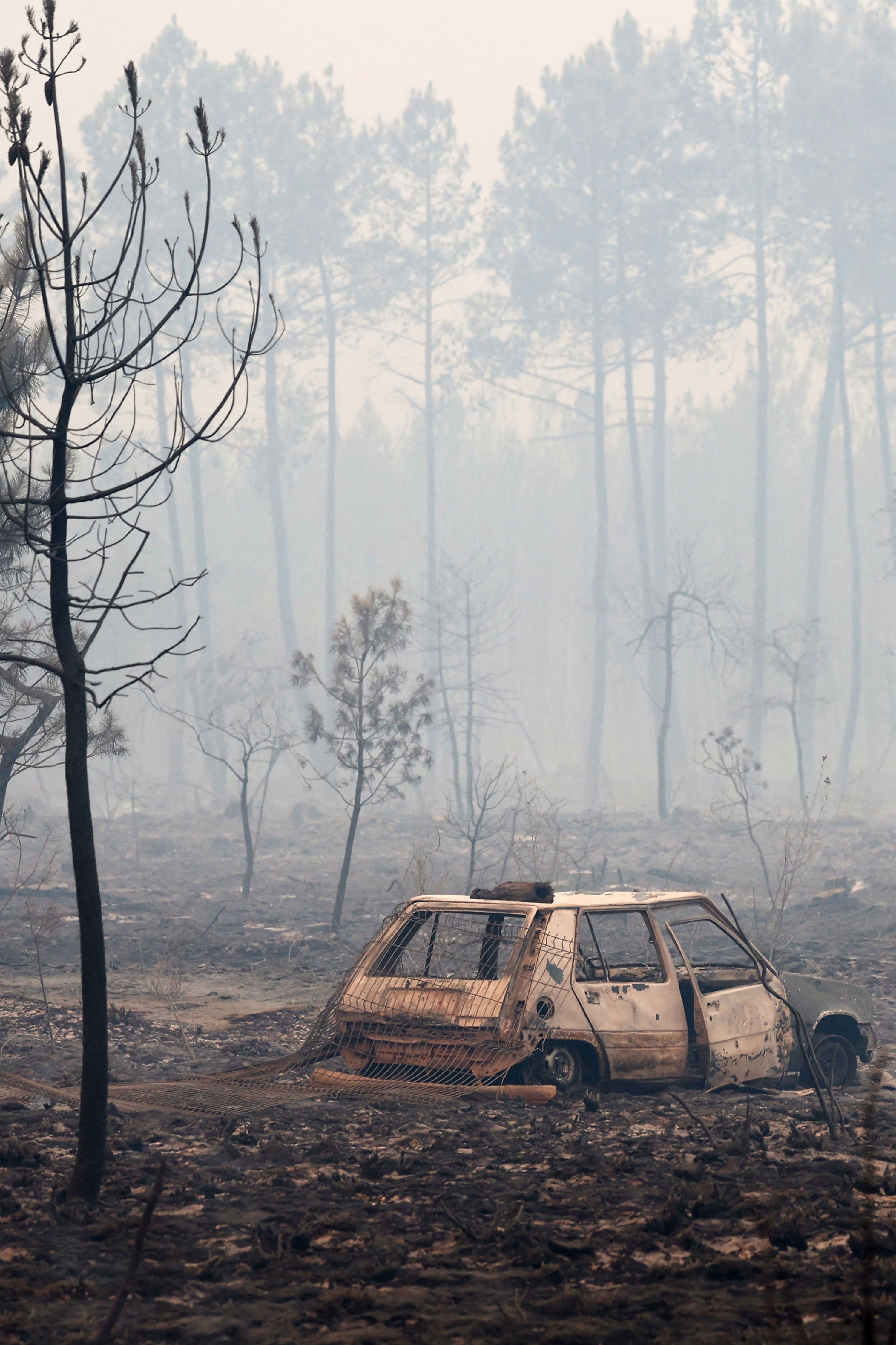 Source-feed image associated with How Can Brands Manage Wildfire Risks?