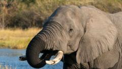 Image from linked report: Botswana condemned for slaughtering elephants for independence celebrations