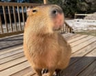 Source-feed image associated with The Route to Cappyness review – capybara boosterism is an ode to the internet’s favourite rodent
