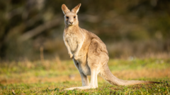 Image from linked report: 'Tropical jungle' of wallabies, porcupines and parrots must move after neighbours complain
