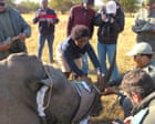 Source-feed image associated with Bring on the drones: how a technology revolution is being rolled out across Africa’s nature reserves
