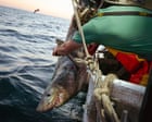 Image from linked report: Trump’s executive order on recreational fishing is a ‘giveaway of fish and ocean ecosystem’, advocates warn