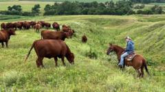 Image from linked report: American ranchers wrestle with soaring costs - and their loyalty to Trump