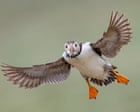 Source-feed image associated with Week in wildlife: a froggy lunch, a surf-loving penguin and an ambitious treehopper