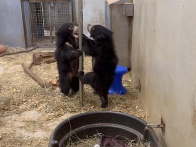 Source-feed image associated with WATCH: Sloth bear cubs make Smithsonian National Zoo debut