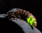 Source-feed image associated with Glowworms shine again in North Yorkshire after larvae reared in garden shed
