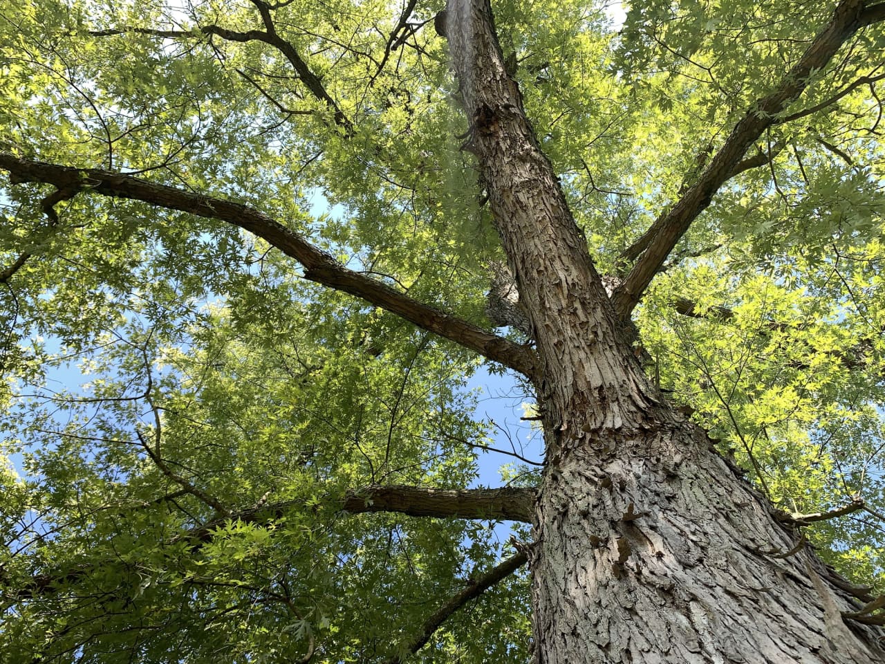 Image from linked report: The stock market is a hollow tree that could be about to snap, warns bond king Gundlach