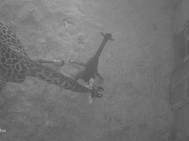Source-feed image associated with WATCH: David Muir shares baby giraffe's first steps into the world with help of mother