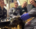 Source-feed image associated with Toronto zoo announces birth of pygmy hippo calf, third for mother Kindia